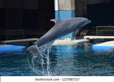 beautiful wild animals