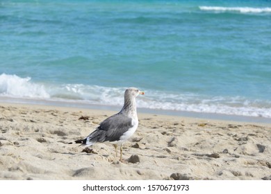 Beautiful Wild Bird in Tropical Beach