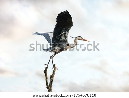 Similar – Image, Stock Photo Gray heron in flight