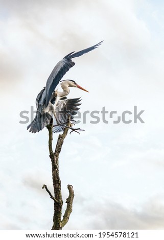 Beautiful wild blue heron big winged bird taking flight off balancing gracefully on top of tree with sunset sky behind. Massive stork wings long neck legs and prehistoric look of pterodactyl.