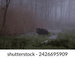 A beautiful wild boar (Sus scrofa) comes out of the reeds in a backwater, in a swamp, in a nature reserve, a large game animal, a nature reserve, a dreamlike morning in the fog and a large wild boar