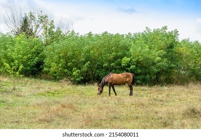 Beautiful wild brown horse stallion on summer flower meadow, equine eating green grass. Horse stallion with long mane portrait in standing position. Equine stallion outdoors, big horse equines.