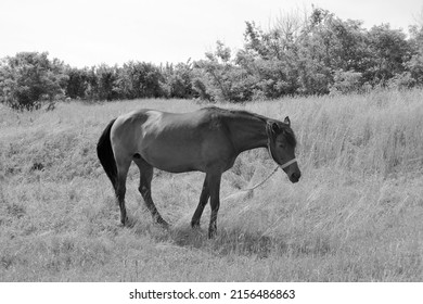 Beautiful wild brown horse stallion on summer flower meadow, equine eating green grass, horse stallion with long mane portrait in standing position, equine stallion outdoors, big horse equines
