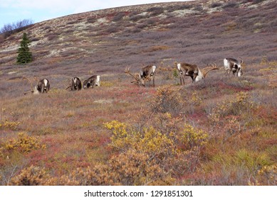 Beautiful Wild Caribou Stock Photo 1291851301 | Shutterstock