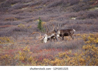 Beautiful Wild Caribou Stock Photo (edit Now) 1291851325