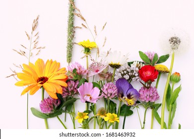 Beautiful wild field flowers isolated on white background - Shutterstock ID 1681463932