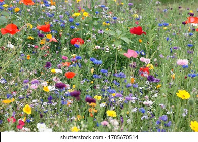 beautiful wild flower meadow very colorful - Shutterstock ID 1785670514