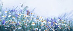 Flori Sălbatice Frumoase Mușețel, Mazăre Sălbatică Purpurie, Fluture în Ceață Dimineața în Natură Aproape Macro. Format Larg De Peisaj, Spațiu De Copiere, Tonuri Albastre Reci. O Imagine Artistică Aerisită încântătoare.