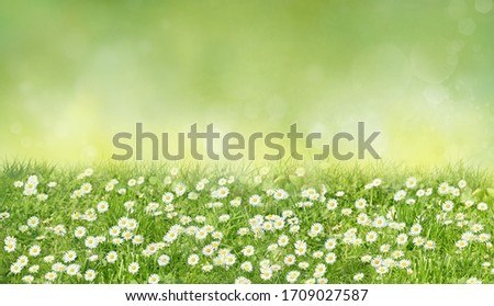 Beautiful wild flowers chamomile. Spring summer background. Landscape wide format, copy space, warm green colors.