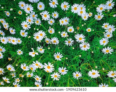 Similar – Image, Stock Photo Don’t kick us. Flower