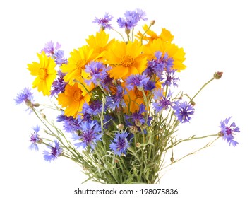 Beautiful Wild Flowers Isolated On White
