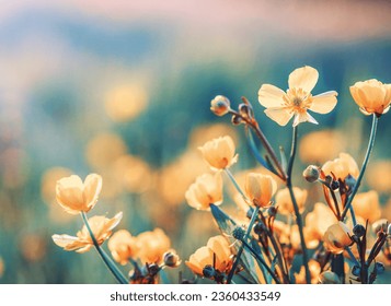 Beautiful wild flowers in nature close-up macro.  - Powered by Shutterstock