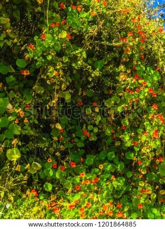 Similar – Gebüsch mit roten Beeren auf einer Wiese mit Teilen eines Baumstammes