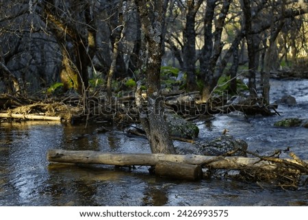 Beautiful wild fresh water stream in forest under bright sunlight