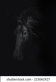 Beautiful Wild Friesian Horse Stallion In Black Background