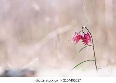 The Beautiful Wild Frittilaria Meleagris.