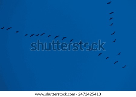 Similar – Sie ziehen III Vogel