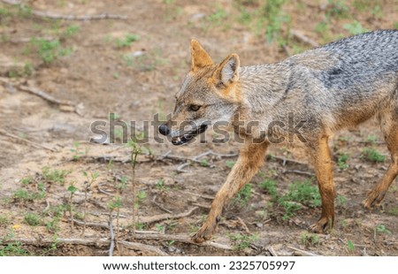 Beautiful wild golden jackal in Yala national park, opportunistic carnivore roaming freely in the jungle.