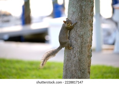 Beautiful wild gray squirrel climbing tree trunk in summer town park - Powered by Shutterstock