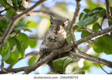 Beautiful wild gray squirrel eating nuts on a tree in summer town park - Powered by Shutterstock