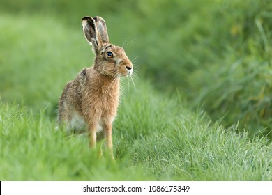 Beautiful Wild Hare In Norfolk UK Early Morning Seen Close Up And In High Detail. Wet Grass Farmland Location 