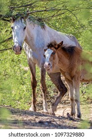 Beautiful wild horse and baby foal under a tree in the Salt River area of Mesa Arizona