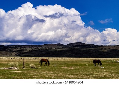 Beautiful, wild horses, mustangs, grazing on BLM land along California Highway 120 between Mono Lake and Benton with mountains, sage brush, green grass, blue sky and white clouds