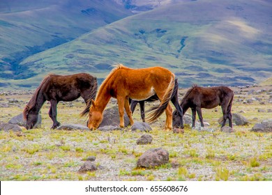 Beautiful wild horses in the National Park Cotopaxi