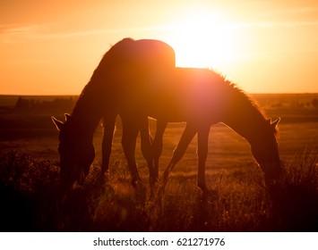 Beautiful Wild Horses At Sunset