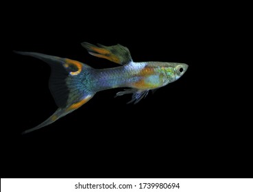 Beautiful Wild Hybrid Guppy Endler Sword Stock Photo 1739980694 ...