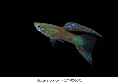 Beautiful Wild Hybrid Guppy Endler Bottom Stock Photo 1747056071 ...