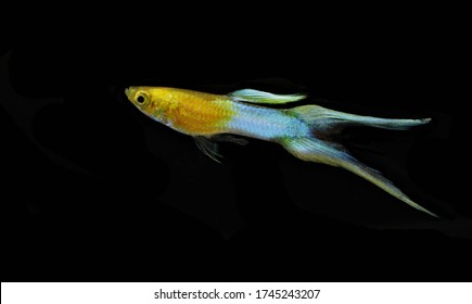 Endler Hybrid High Res Stock Images Shutterstock