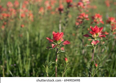 beautiful wild Indian Paintbrush, a state flower of Wyoming, blooming in Texas