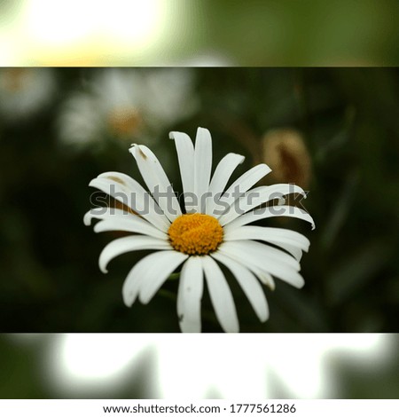 Similar – daisies Colour photo