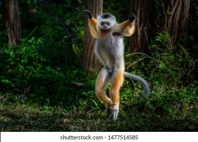 Beautiful Wild Lemur In Madagascar