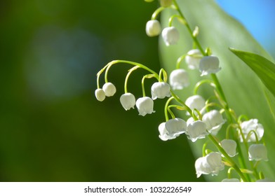 Beautiful wild lily of the valley in spring morning forest  - Shutterstock ID 1032226549