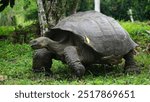 Beautiful wild male Galapagos giant tortoise on Santa Cruz Island