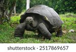 Beautiful wild male Galapagos giant tortoise on Santa Cruz Island