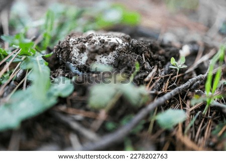Beautiful wild mushroom growing in a forest among leaves soil and other mushrooms
