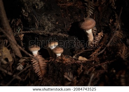 Beautiful wild mushrooms growing in a forest among leaves, soil and other mushrooms. 