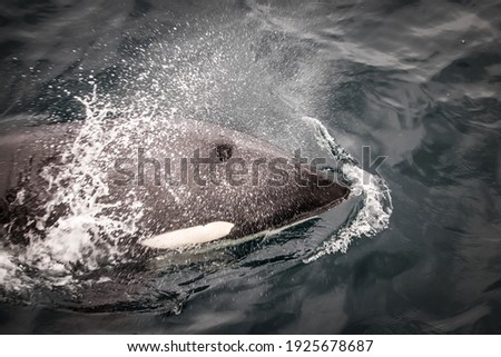 Beautiful wild Orca close up, swimming at the surface in the Atlantic ocean