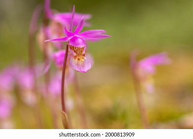 Beautiful wild orchid, calypso orchid, fairy slipper (Calypso bulbosa), blooming in spring in Finnish nature at Oulanka National Park