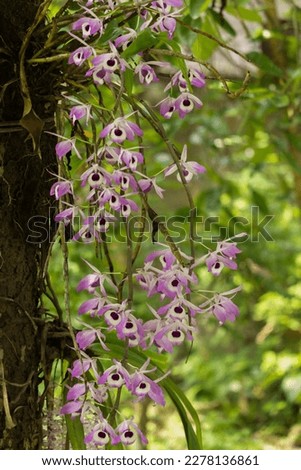 Beautiful wild orchids of Dendrobium genus from Assam, India