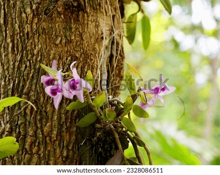 Beautiful wild orchids Endemic wild orchid (Grammangis ellisii of) flowering on a tree trunk in its natural habitat, tropical forest.