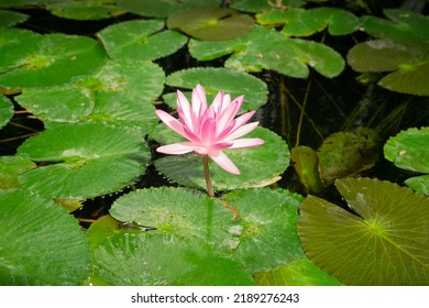 Beautiful Wild Pink Flower White Egyptian Lotus Blooms At Botani