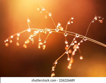 Beautiful Wild Plant In A Sunrise Light Covered By A Morning Dew.