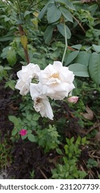 beautiful wild roses growing in the yard - Shutterstock ID 2312077393
