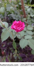 beautiful wild roses growing in the yard - Shutterstock ID 2312077649