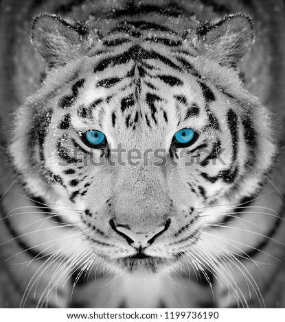 Beautiful wild siberian tiger portrait on snow with blue eye