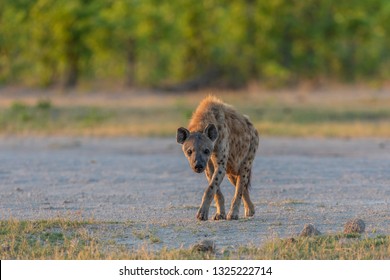 beautiful wild spotted hyena walking in the morning sunlight
